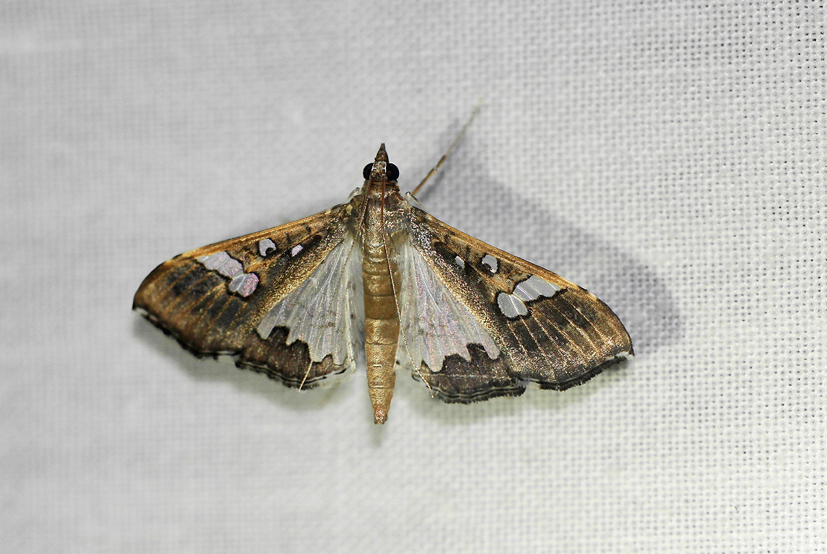 Maruca vitrata