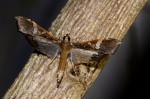 Maruca vitrata