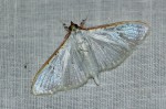 Palpita vitrealis