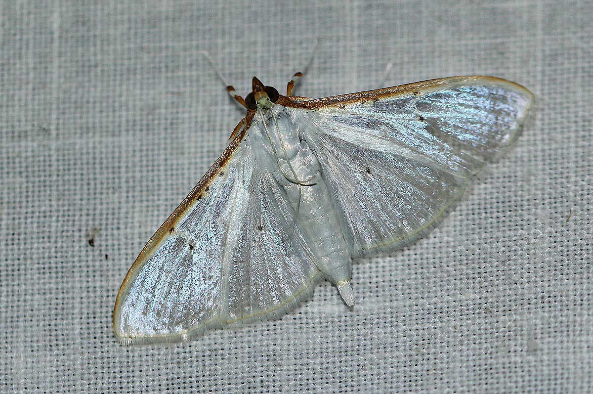 Palpita vitrealis