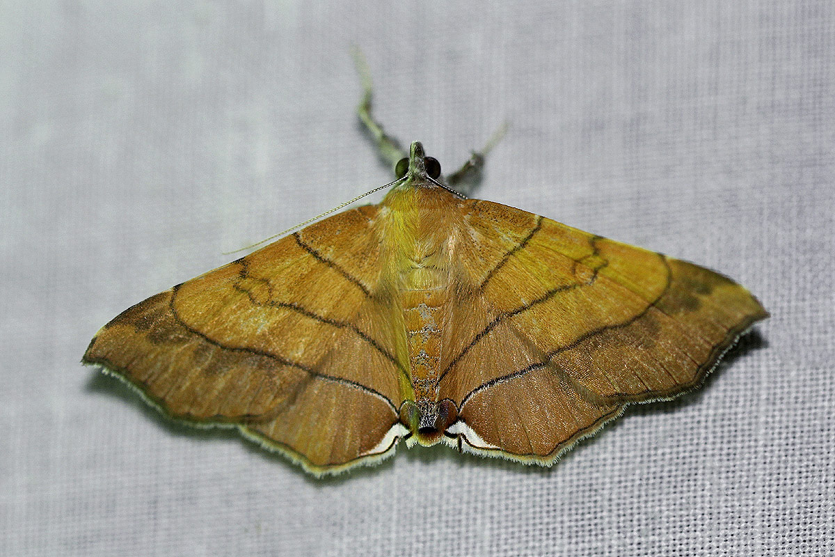 Gracilodes caffra
