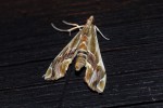 Agathodes musivalis