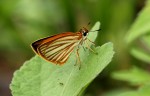 Teniorhinus harona