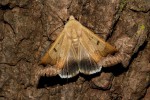 Ophiusa mejanesi