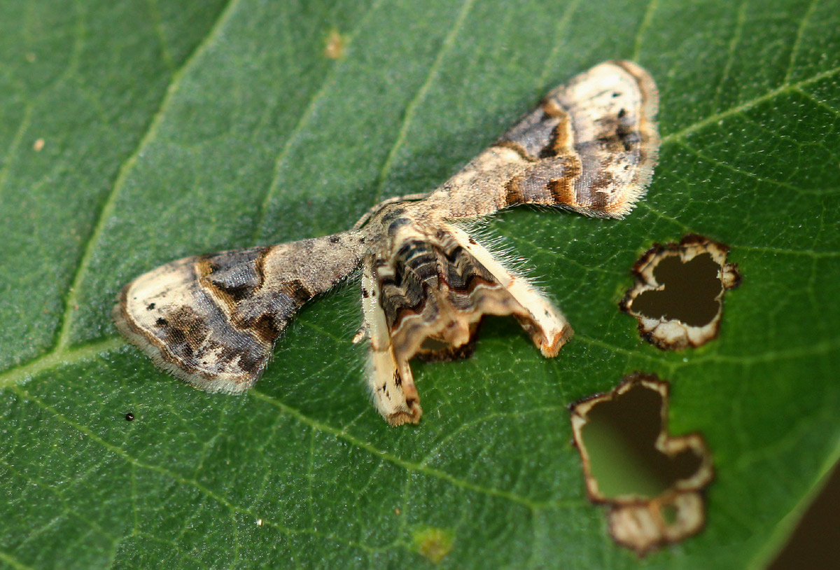 Leucoplema dohertyi