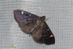 Syllepte ovialis