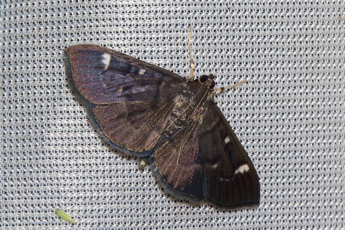 Syllepte ovialis