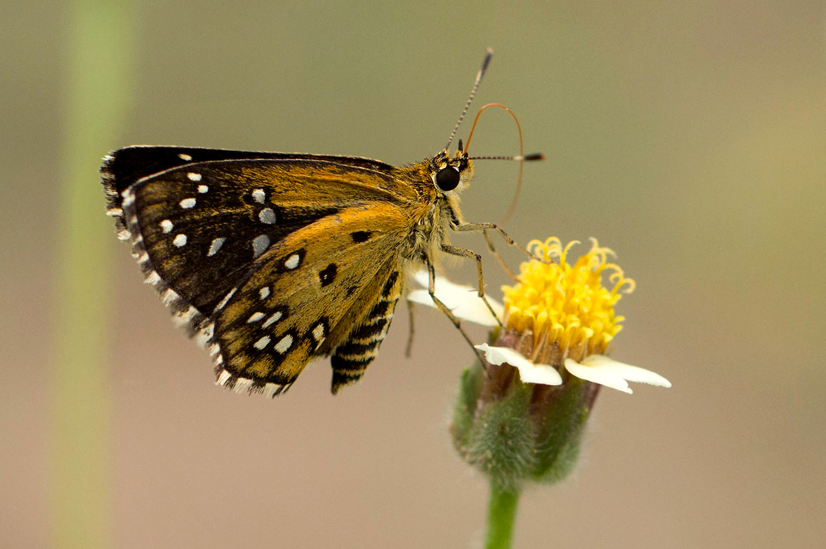 Astictopterus stellata