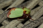Latoia urda