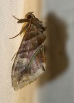 Eudocima divitiosa