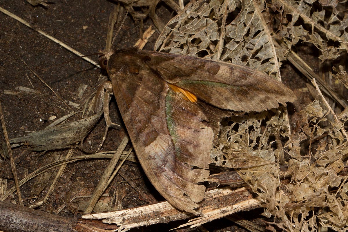 Eudocima divitiosa
