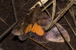 Eudocima divitiosa