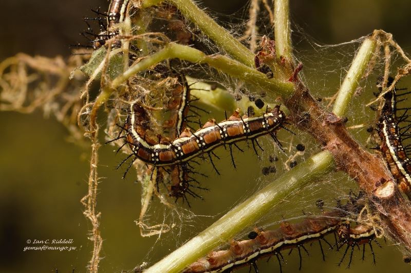 Acraea burni