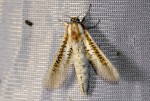 Azygophleps scalaris