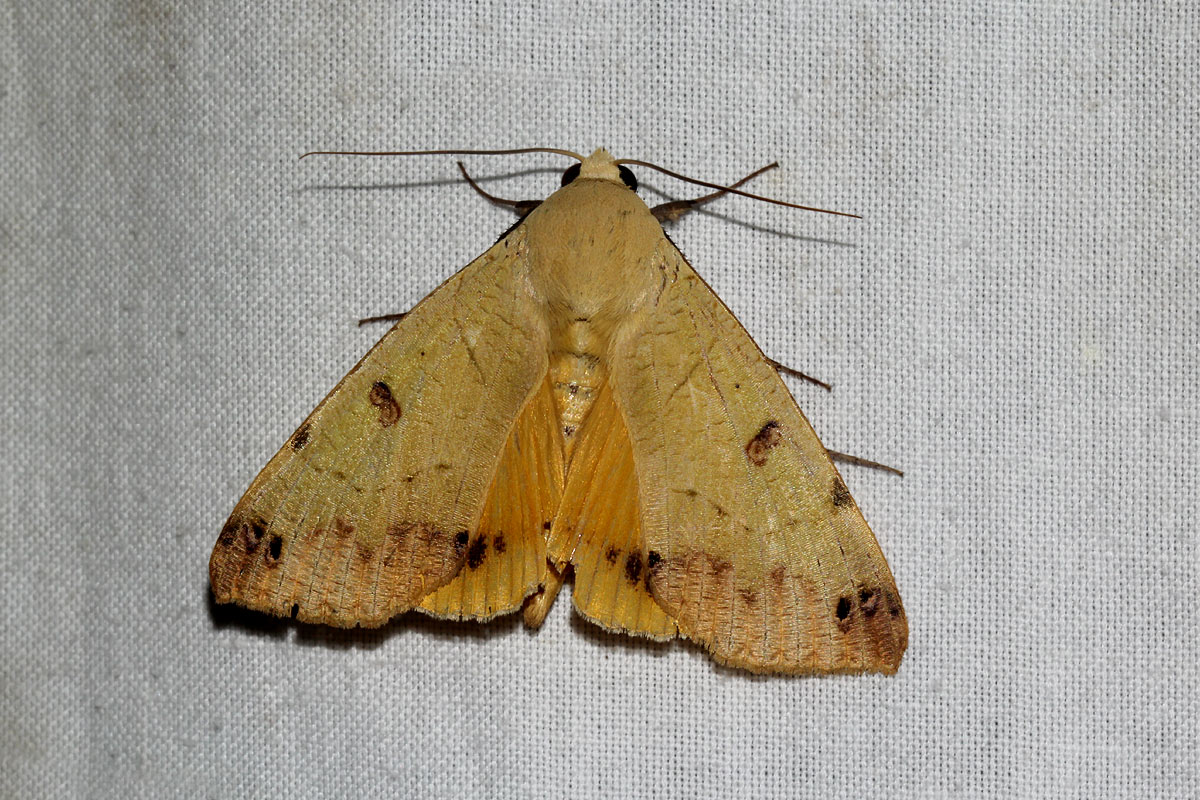 Ophiusa legendrei