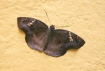 Tagiades flesus