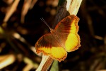 Eurytela dryope