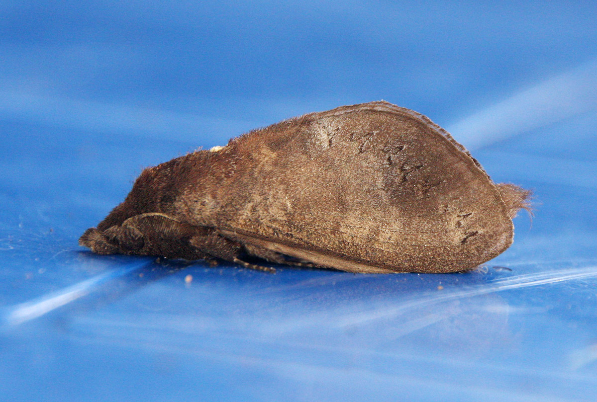 Catalebeda cuneilinea