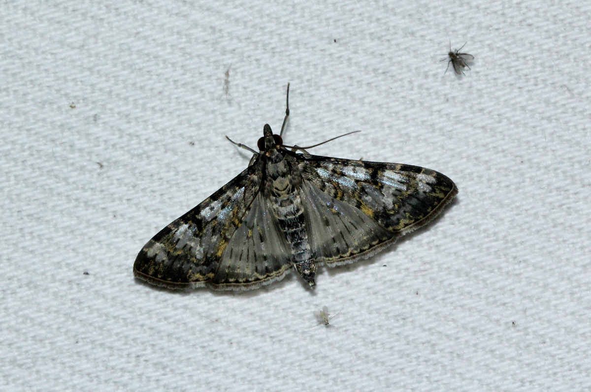 Glyphodes negatalis