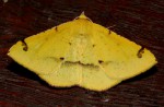 Lhommeia subapicata
