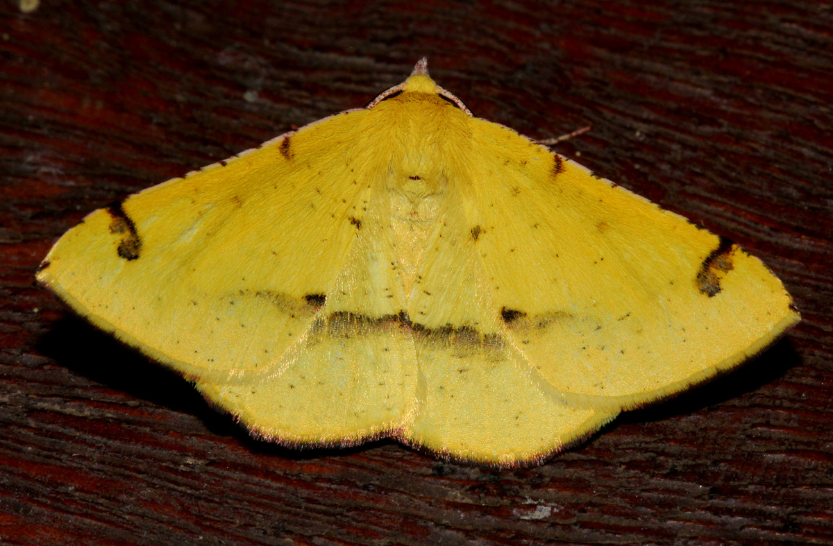 Lhommeia subapicata