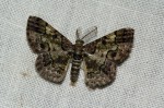 Zamarada metallicata