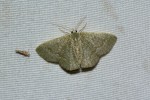 Phaiogramma stibolepida