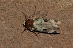 Mentaxya  ignicollis