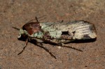 Mentaxya  ignicollis