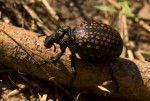 Brachycerus ornatus