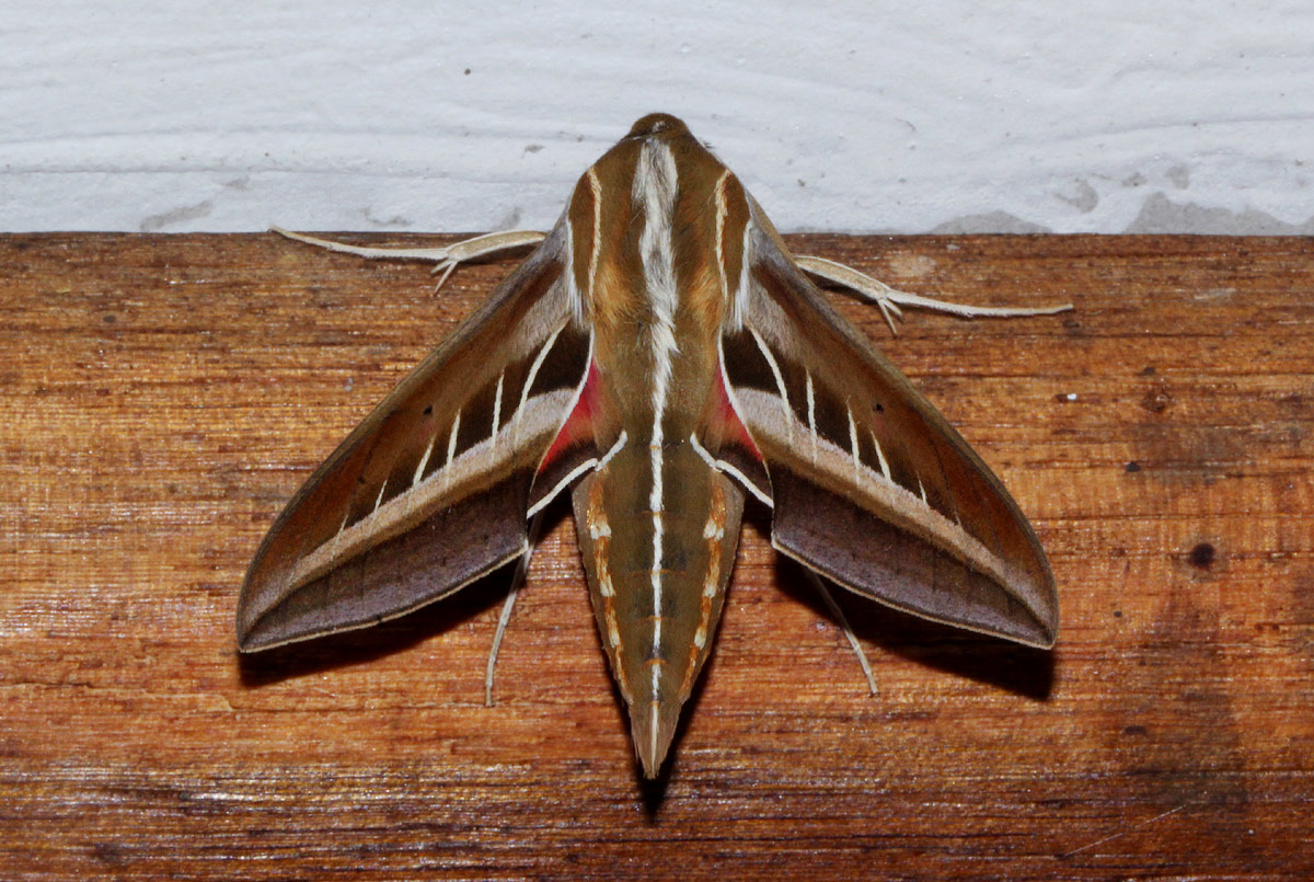 Basiotha schenckii