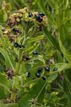 Platycorynus dejeani
