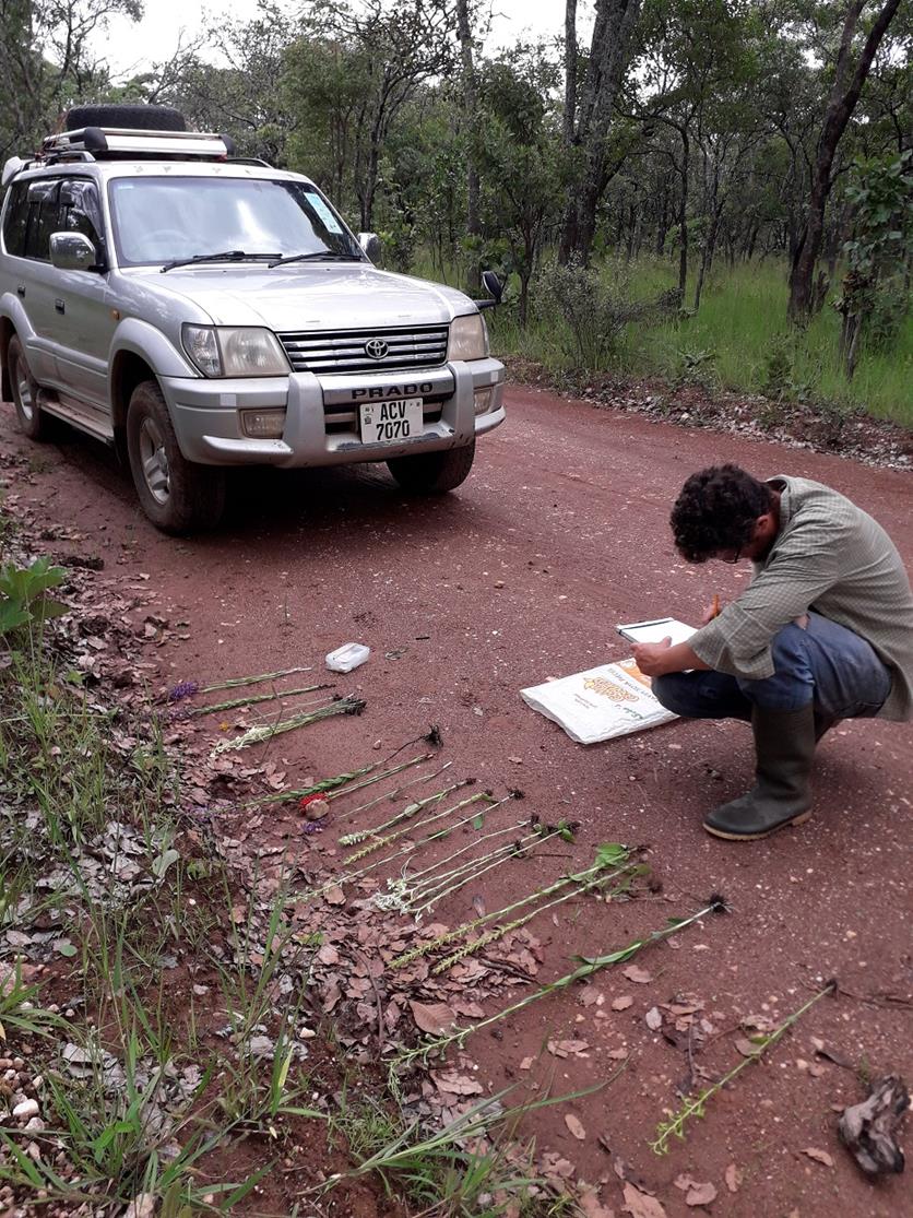 Nick making specimen notes near Chimfunsi. Habitat: Miombo woodland. Location: Chimfunsi, Chingola District, Copperbelt Province.
